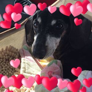 Meet your Posher, Sally